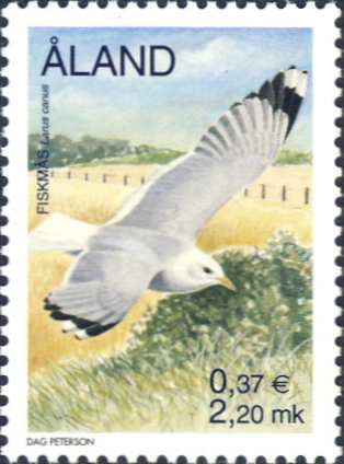 Larus canus Larus canus