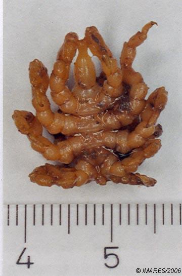 Pycnogonum litorale (Strom, 1762) , female ventral Pycnogonum litorale (Strom, 1762) , female ventral