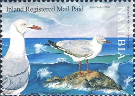 Larus cirrocephalus Larus cirrocephalus