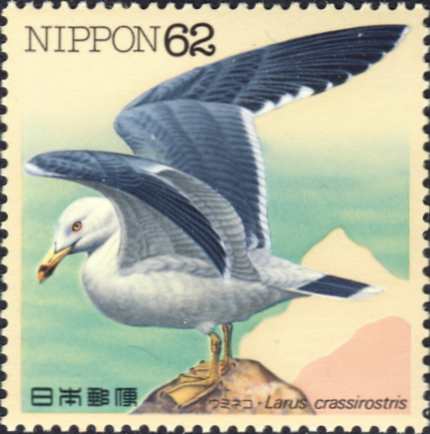 Larus crassirostris