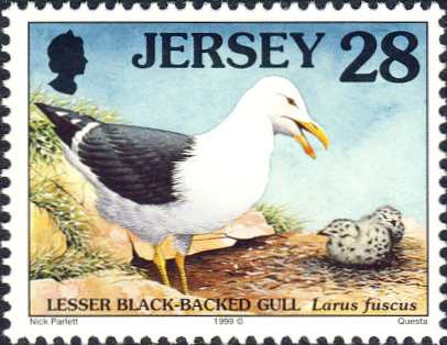 Larus fuscus Larus fuscus