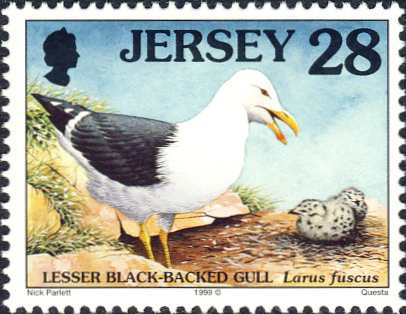 Larus fuscus