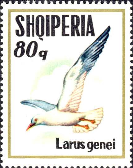 Larus genei Larus genei