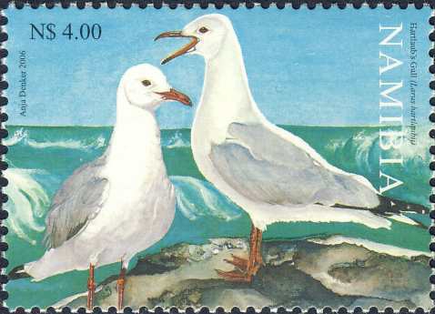 Larus hartlaubi