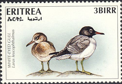 Larus leucophthalmus Larus leucophthalmus