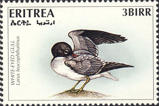 Larus leucophthalmus Larus leucophthalmus