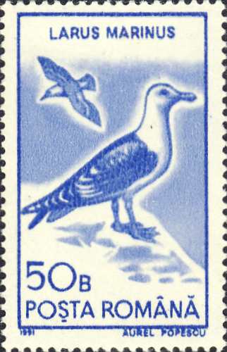 Larus marinus