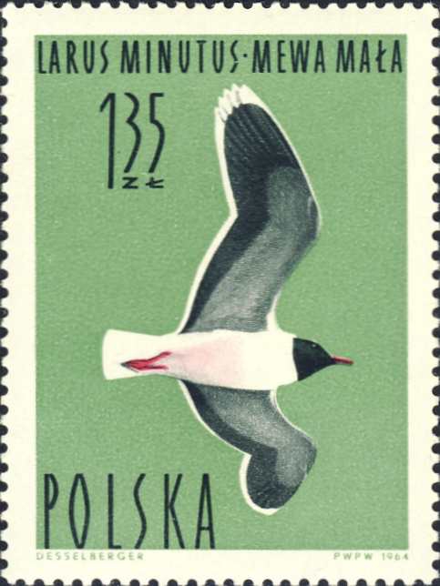 Larus minutus Larus minutus