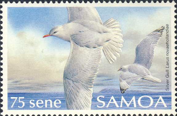 Larus novaehollandiae