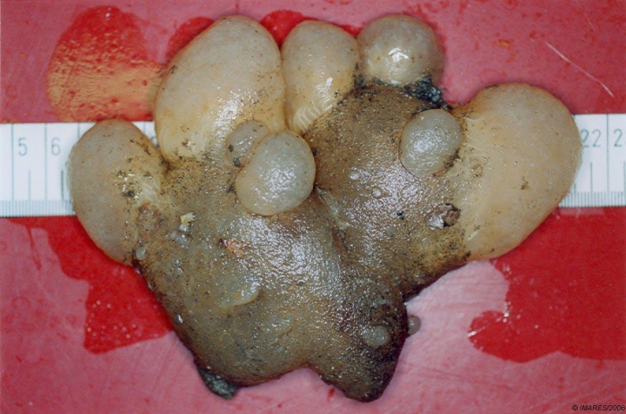 Aplidium sp. Aplidium sp.