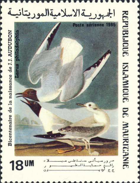 Larus philadelphia Larus philadelphia