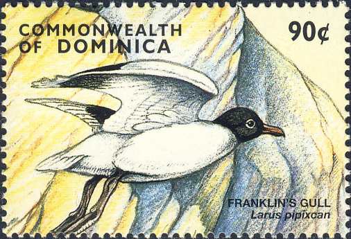 Larus pipixcan Larus pipixcan