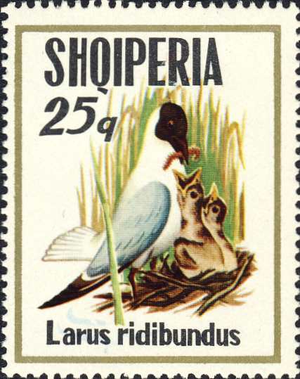 Larus ridibundus Larus ridibundus