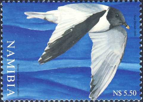 Larus sabini Larus sabini