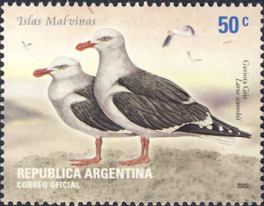 Larus scoresbii