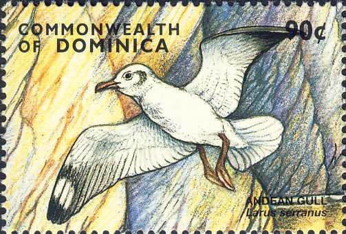 Larus serranus Larus serranus