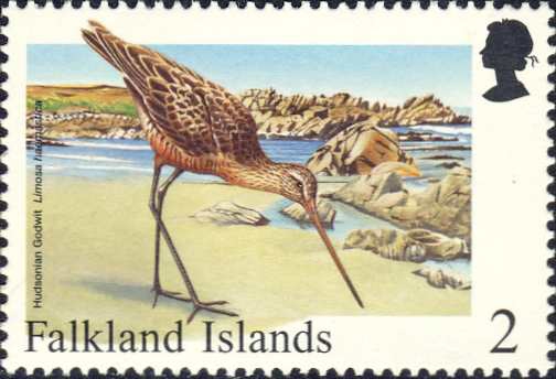 Limosa haemastica Limosa haemastica