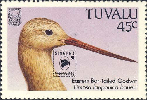Limosa lapponica Limosa lapponica