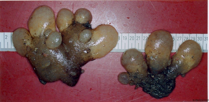 Aplidium sp. Aplidium sp.