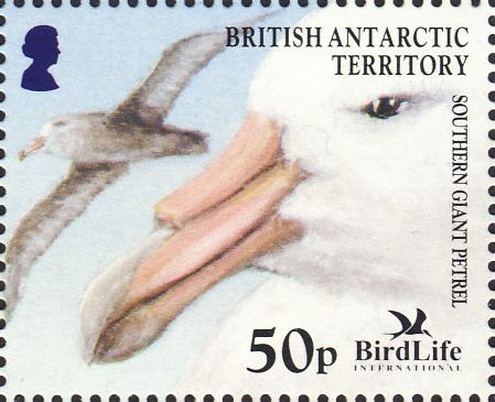 Macronectes giganteus Macronectes giganteus