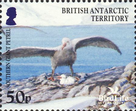 Macronectes giganteus Macronectes giganteus
