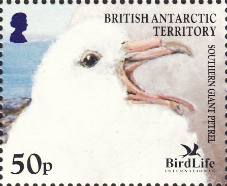 Macronectes giganteus Macronectes giganteus