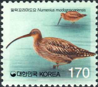 Numenius madagascariensis Numenius madagascariensis