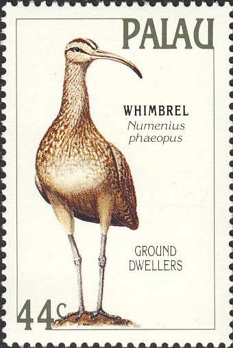 Numenius phaeopus Numenius phaeopus
