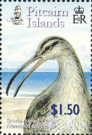 Numenius tahitiensis Numenius tahitiensis