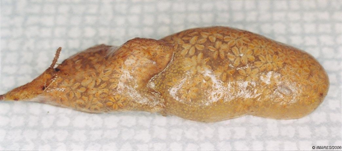 Botryllus sp. Botryllus sp.