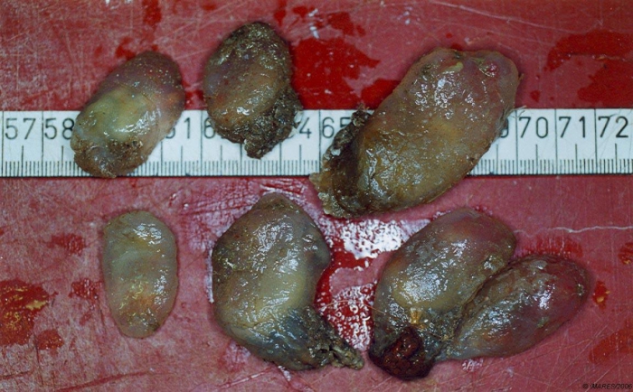 Ciona intestinalis (Linnaeus, 1758) Ciona intestinalis (Linnaeus, 1758)