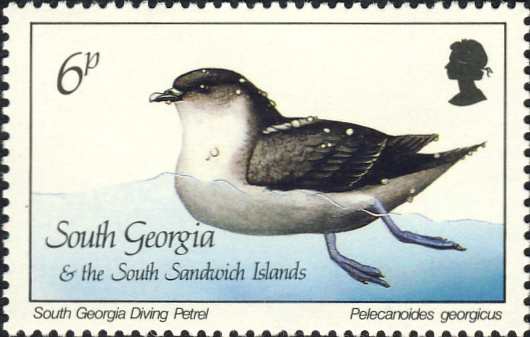 Pelecanoides georgicus Pelecanoides georgicus