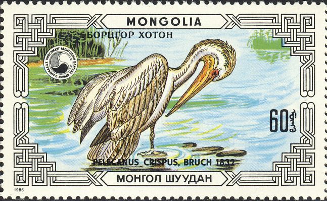 Pelecanus crispus Pelecanus crispus