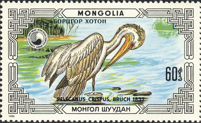 Pelecanus crispus