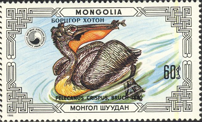 Pelecanus crispus Pelecanus crispus