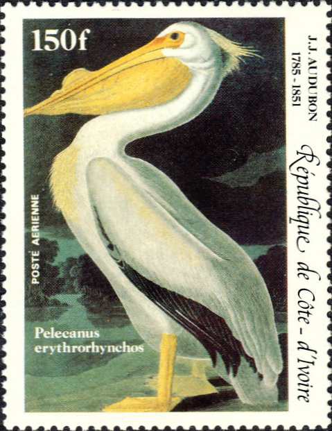 Pelecanus erythrorhynchos