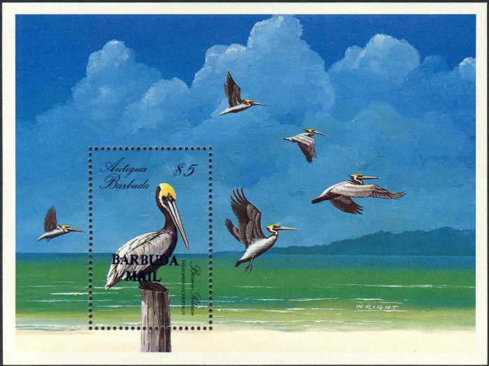 Pelecanus occidentalis Pelecanus occidentalis