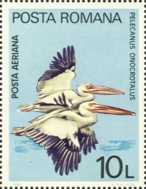 Pelecanus onocrotalus