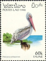 Pelecanus philippensis