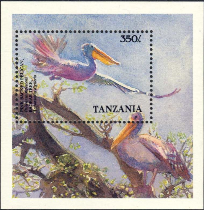Pelecanus rufescens Pelecanus rufescens