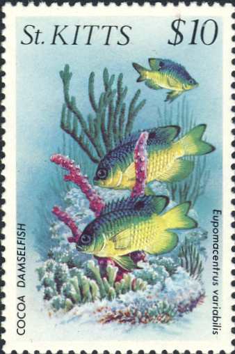 Eupomacentrus variabilis Eupomacentrus variabilis