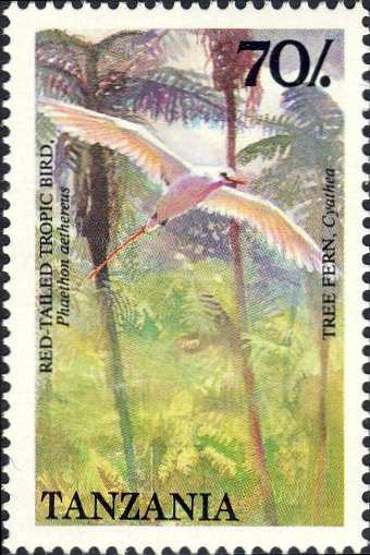 Phaethon aethereus Phaethon aethereus