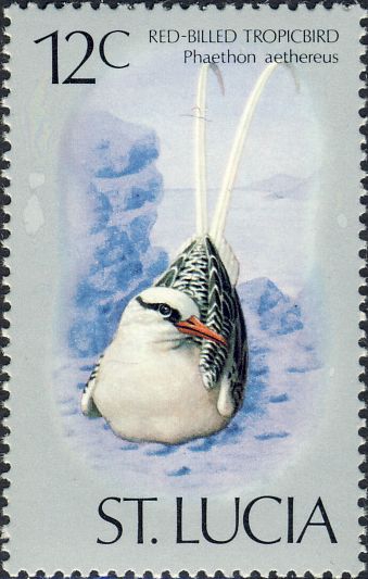 Phaethon aethereus Phaethon aethereus