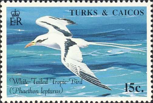 Phaethon lepturus Phaethon lepturus