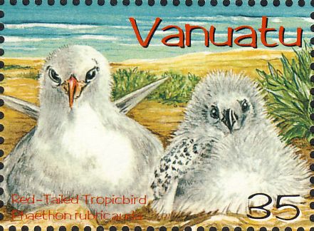 Phaethon rubricauda Phaethon rubricauda
