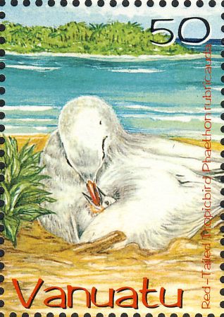 Phaethon rubricauda Phaethon rubricauda