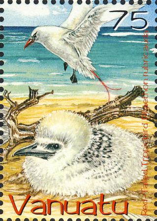 Phaethon rubricauda Phaethon rubricauda