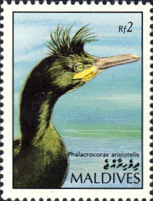Phalacrocorax aristotelis