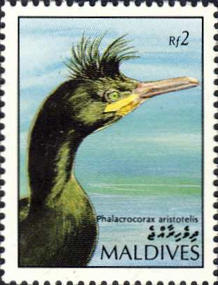 Phalacrocorax aristotelis Phalacrocorax aristotelis