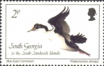 Phalacrocorax atriceps